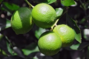 Limes on tree