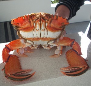 spanner crab