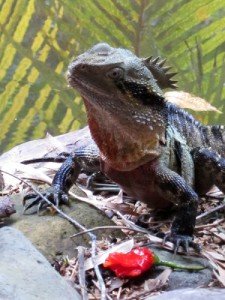 Chilli eating Water Dragon